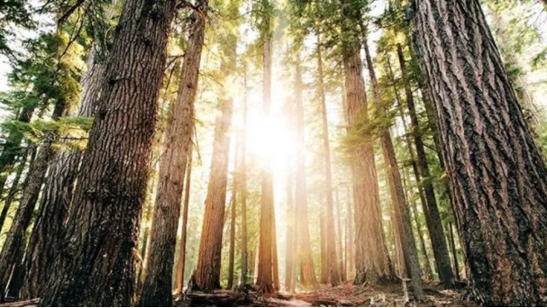 白蠟木1.png 白蠟木1.png